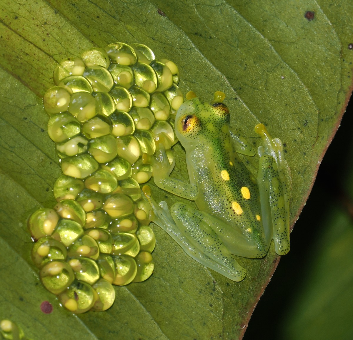 Hyalinobatrachium aureoguttatum