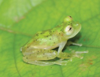 Hyalinobatrachium iaspidiense