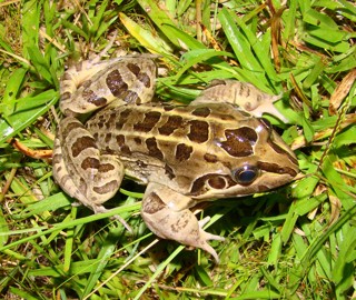 Leptodactylus latrans