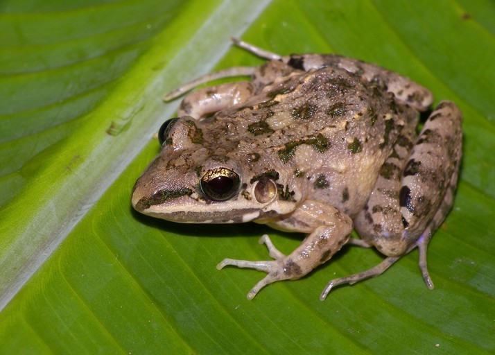 Leptodactylus fragilis