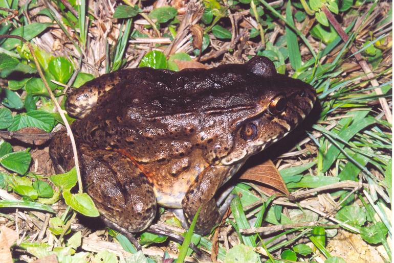 Leptodactylus labyrinthicus