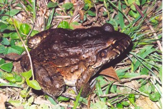 Leptodactylus labyrinthicus