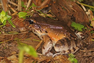 Leptodactylus savagei