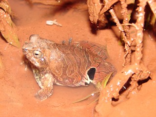Physalaemus nattereri