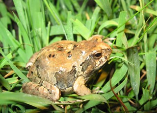 Physalaemus biligonigerus