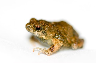 Engystomops pustulosus
