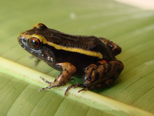 Lithodytes lineatus