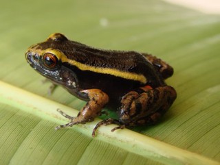 Lithodytes lineatus