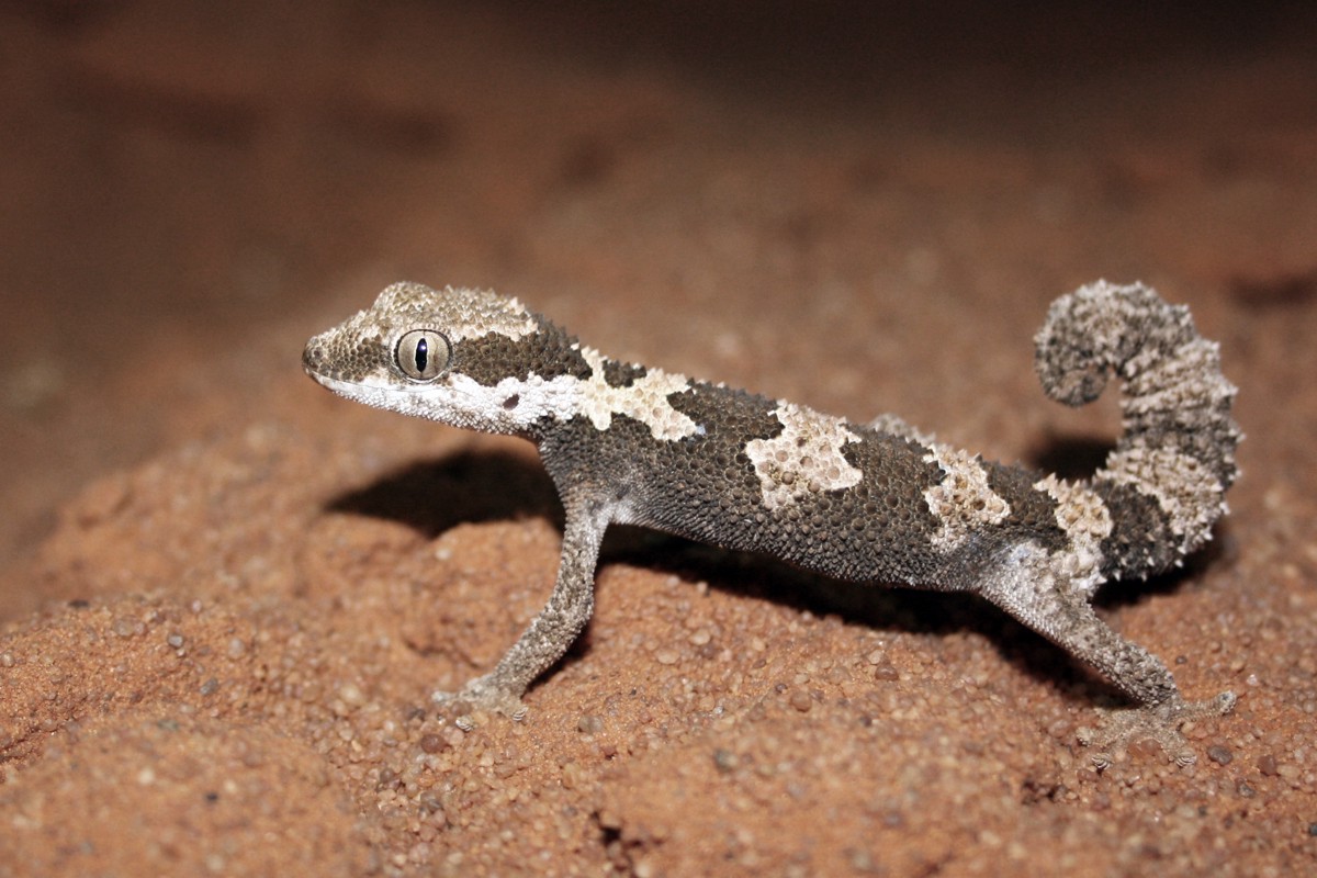 Chondrodactylus angulifer