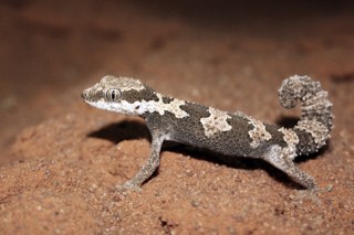 Chondrodactylus angulifer