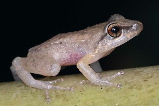 Eleutherodactylus coqui