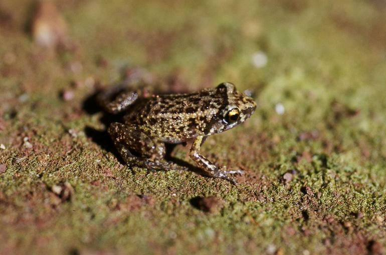 Eleutherodactylus planirostris
