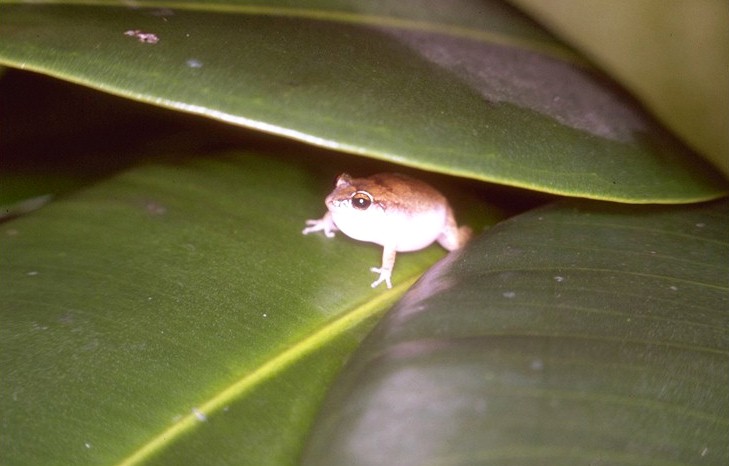 Eleutherodactylus johnstonei