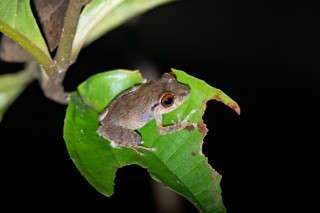 Eleutherodactylus antillensis