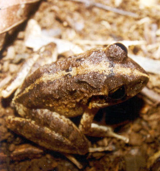 Craugastor rugulosus