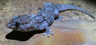 Chondrodactylus turneri