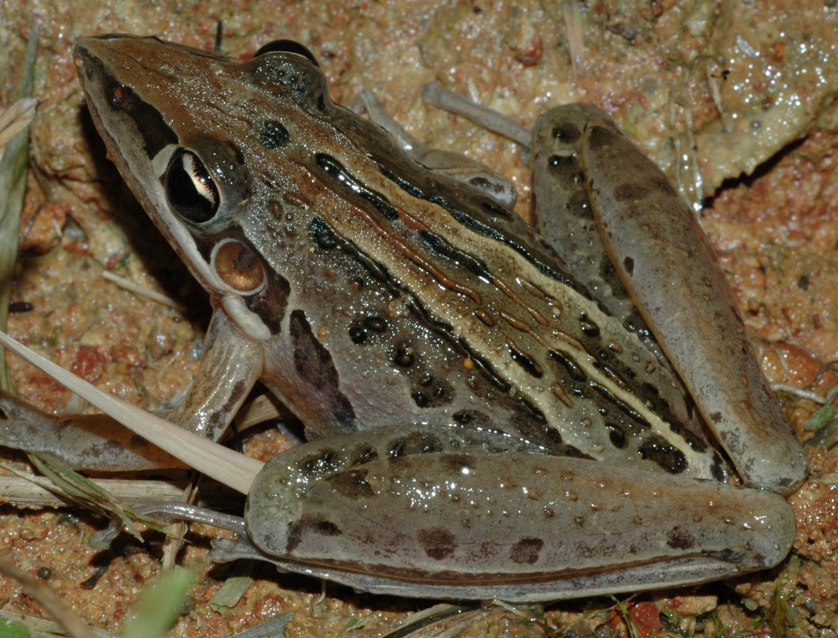 Litoria nasuta