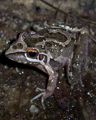Litoria freycineti
