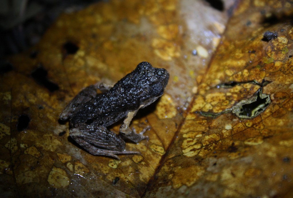 Leptobrachium hendricksoni