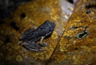 Leptobrachium hendricksoni