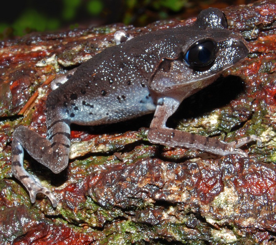 Leptobrachium hasseltii