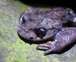 Leptobrachium boringii