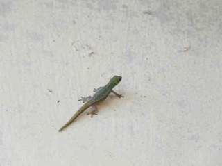 Lygodactylus conraui