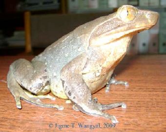 Xenophrys major