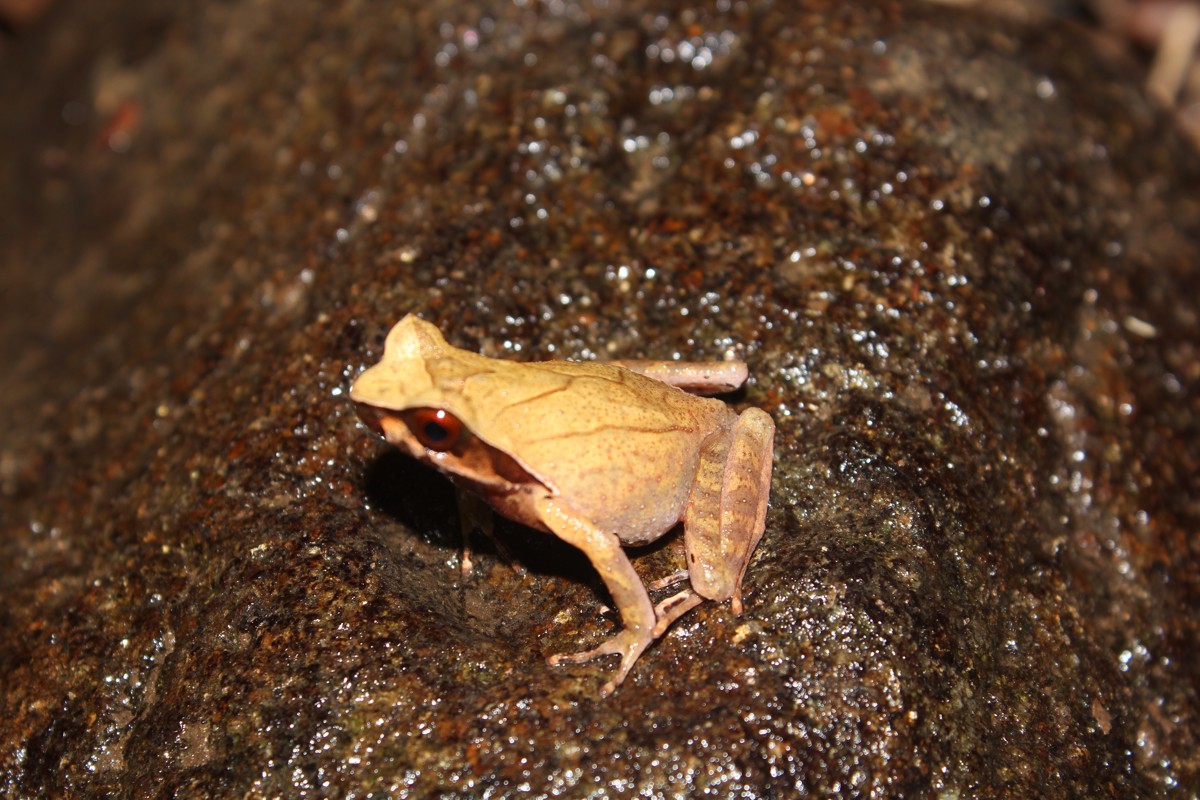 Xenophrys parva
