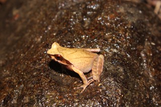 Xenophrys parva