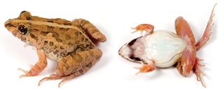 Fejervarya limnocharis