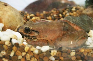 Limnonectes blythii