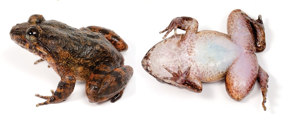 Limnonectes kuhlii