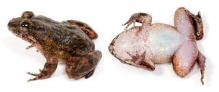 Limnonectes kuhlii