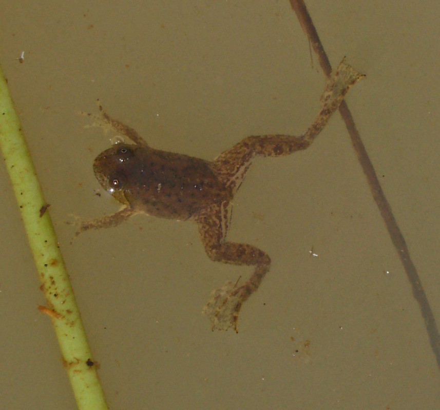 Occidozyga lima