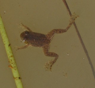 Occidozyga lima