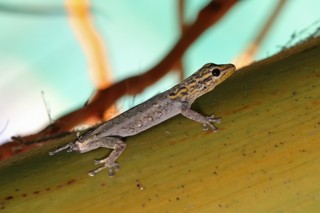 Lygodactylus picturatus