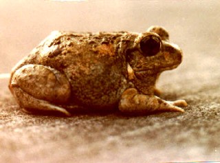 Sphaerotheca breviceps