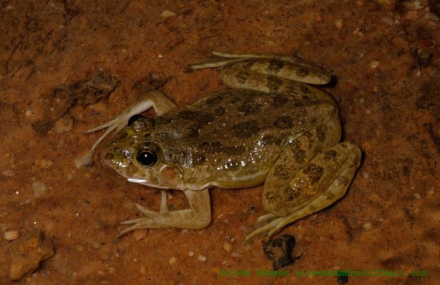 Euphlyctis cyanophlyctis