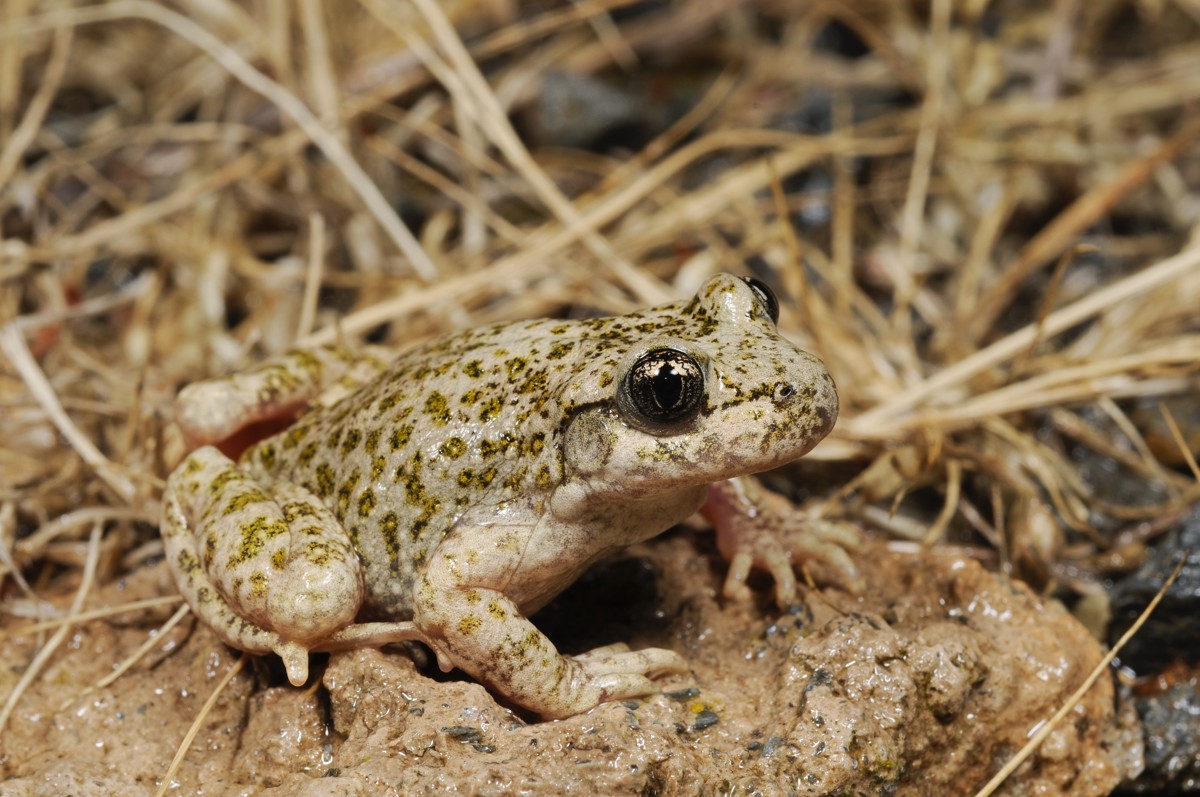Alytes dickhilleni
