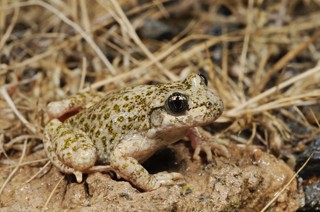 Alytes dickhilleni