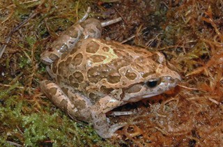 Discoglossus pictus