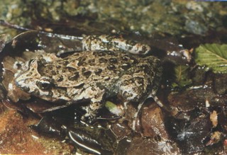 Discoglossus sardus