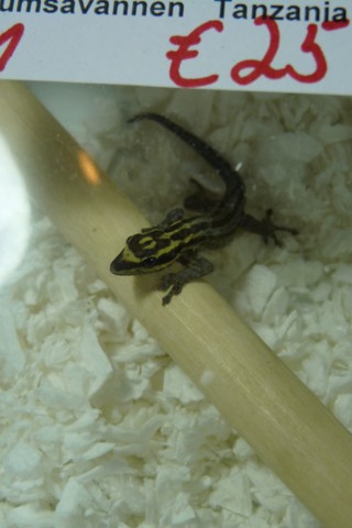 Lygodactylus kimhowelli