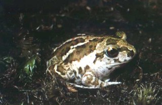 Pelobates fuscus