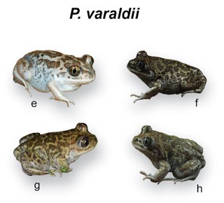 Pelobates varaldii
