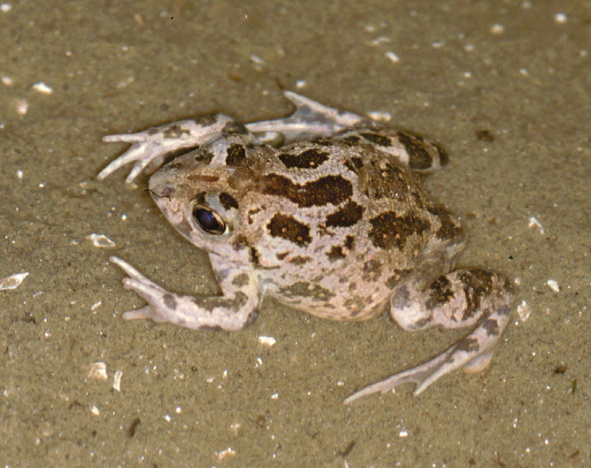 Pelobates balcanicus