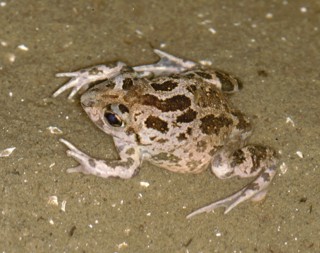 Pelobates balcanicus