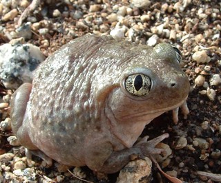 Spea hammondii