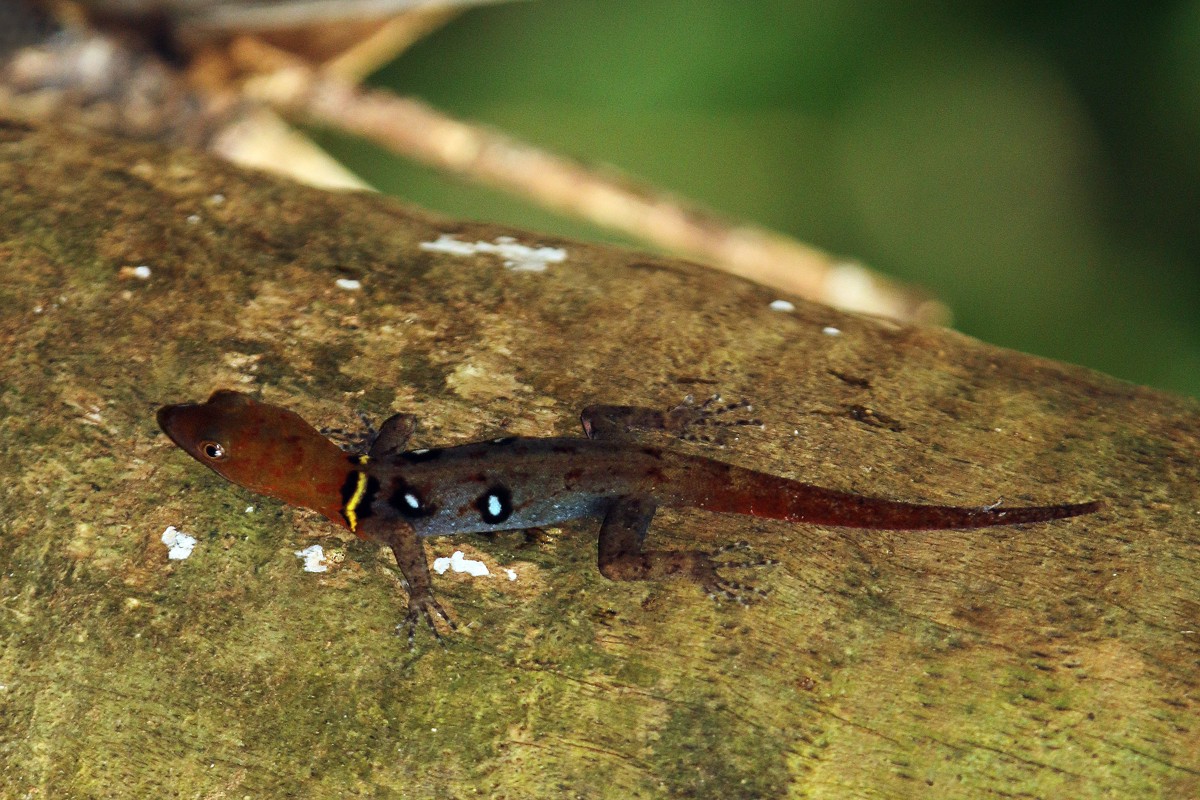Gonatodes ocellatus